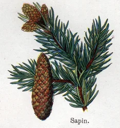 Léčivé a potravinářské botanické rostliny: jedle. Rytina do „“La Mediation naturelle““, od Friedricha Eduarda Bilze (1842-1922)