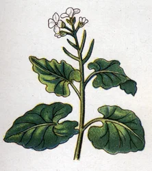 Léčivé a potravinářské botanické rostliny: bylina se pěvci. Rytina do „“La Mediation naturelle““, od Friedricha Eduarda Bilze (1842-1922)