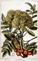 Mountain ash - botanická deska