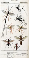 Přírodovědná deska. Entomologie. Rodina blanokřídlých. Entomotilles: 1. Inchneumon demonstrant; 2. Foene lancier; 3. Evanie appendigastre; 4. Žlutý ophion; 5. Bíle natřeno. Myrmeges: 1. zátoka Doryle; 2. Poskytnutá zrzka (Fem.) 3. Ecarlate mutille.