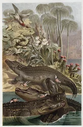 Krokodýl nilský - Krokodýl nilský (Crocodylus niloticus) - rytina z „“Brehm