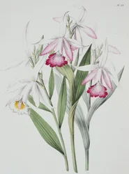 Orchidej: Sobralia liliastrum ze skupiny "Sertum Orchidaceum"