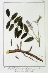 Obyčejná liquisse (Glycyrrhiza glabra) - v „Cvičení z botaniky pro obchodníky“, editoval J.C. Philibert, Imprimerie de Crapelet, Paříž
