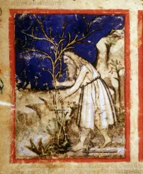 Stránka rukopisu Bible. Noemův rostlinný život. Miniatury z kodexu 212 (nebo Padovano Codice nebo Bible z Padovy) 1390-1400 Rovigo, Accademia dei Concordi