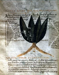 Strana rukopisu z Apulee (Lucius Apuleius) (asi 125-asi 180), „O síle bylin“, 8. nebo 9. století. Lucca, vládní knihovna.
