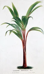 Palm Hyophorbe Amaricaulis (Mauritius) - Botanická tabule