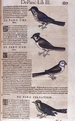Passereaux v Historia Animalium od Conrada Gesnera (1516 - 1565), Tiguri