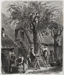 Sbírání třešní - Sbírání třešní - rytina 1860 -