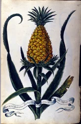 Ananas. Botanická tabule z 19. století.
