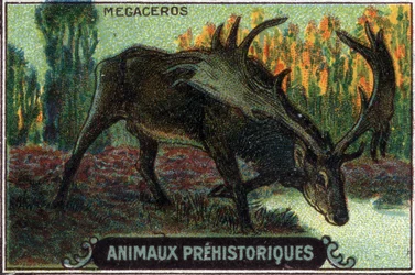 Prehistorické zvíře: megaceros.