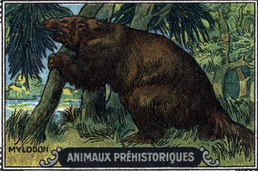 Prehistorické zvíře: mylodon.
