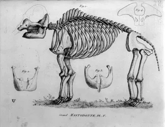 Pravěk: Kostra mastodonta, fosilní savci (Mas gigantium). Paleontologická rada 19. století.