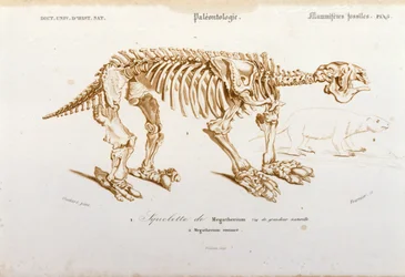 Pravěk: kostra megatheria (suchozemského lenocha z čeledi slonů) fosilního savce. Paleontologická deska převzatá z „Dictionnaire universel d