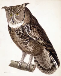 Raptor: Africká sova. 19. století rytina