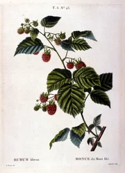 Malina a ovoce: botanická tabule z 19. století.