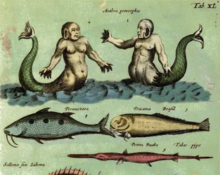 Znázornění sirény a tritona, fantastického mořského tvora popsaného v atlase zoologie. Detail. 17. století
