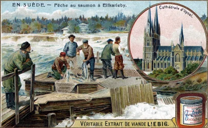 Lov lososů v Elfkarleby, Švédsko. Chromolitografie, Liebigův snímek.