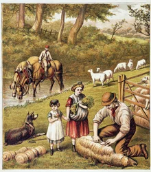 Kosení ovcí - chromolitografie
