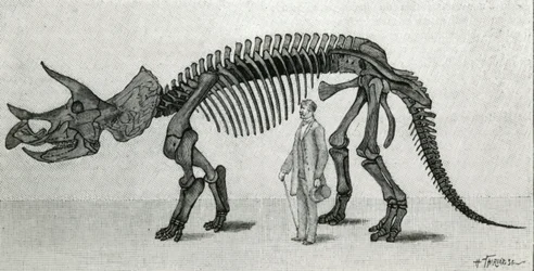 Kostra Triceratops prorsus