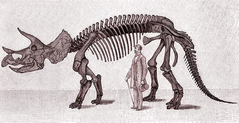 Kostra Triceratops prorsus