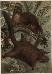 Taguan (Létající veverka) (čeleď Sciuridae) - Veverka (létající veverka) - rytina z “”Brehmova života zvířat”” od Alfreda Edmunda Brehma (1829-1884)