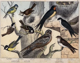 5 ptáků vlevo - a: Sýkora koňadra (Parus major), b: Sýkora modřinka (Parus coreulus), c: Sýkora uhelníček (Parus ater), d: Sýkora parukářka (Lopophanes cristatus), e: Sýkora babka (Parus palustris). 4 ptáci vpravo - a: Vlaštovka obecná (Hirondo rustica)