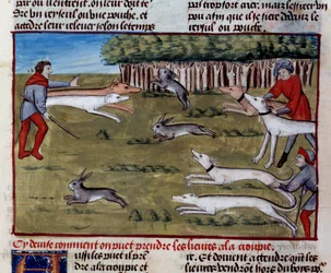 Miniatura lovu na zajíce z „The Book of Hunting“ od Gastona III. Phoeba, hraběte z Foix, lorda z Bearnu (1331-1391)