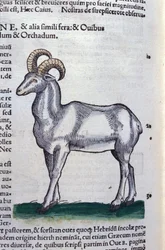 Kozorožec v Historia Animalium od Conrada Gesnera (1516 - 1565), Tiguri