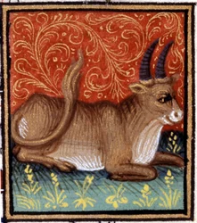 Býk. Miniatura horoskopu. Rukopis 15. století. Bibl. Trivulziana, Milán.