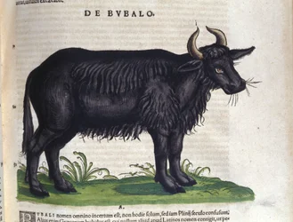Buvol po Historia animalium od Konrada Gesnera, Tiguri