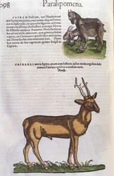 Jelen v dějinách zvířat od Conrada Gesnera (1516 - 1565), Tiguri