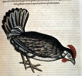 Slepice domácí po Historia animalium od Konrada Gesnera, Tiguri
