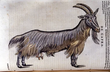 Koza po Historia animalium od Konrada Gesnera, Tiguri