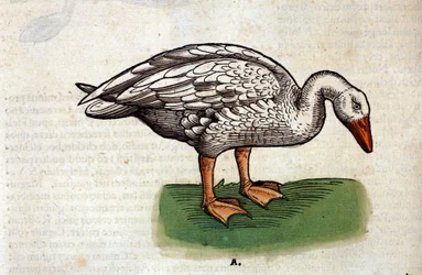 Husa podle díla Historia Animalium Conrada Gesnera, Tiguri 1560. Biblioteca Nazionale Braidense, Milán