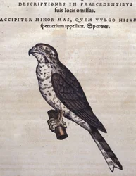 Jestřáb podle „Historia Animalium“ Conrada Gesnera, Tiguri 1560. Biblioteca Nazionale Braidense, Milán