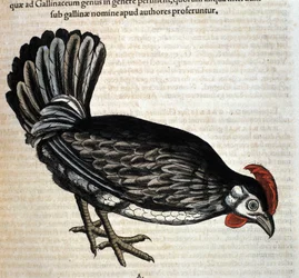 Slepice podle díla Historia Animalium Conrada Gesnera, Tiguri 1560. Biblioteca Nazionale Braidense, Milán