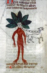 Mandragora. 15. století (miniaturní)