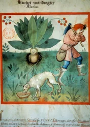 Mandragora. Léčivá rostlina, které byly často připisovány mimořádné magické ctnosti. Osvětlení z dojení medicíny a dietetiky „“Tacuinum sanitatis““