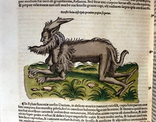 Mantichora z díla Historia Animalium Conrada Gesnera, Tiguri 1560. Biblioteca Nazionale Braidense, Milán