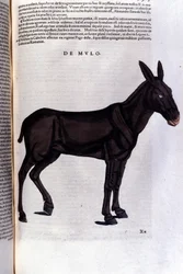 Parmice po Historia animalium od Konrada Gesnera, Tiguri