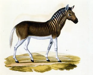 Quagga (couagga), zvíře zmizelo kolem roku 1870: byl to savec blízko koně a zebry s pruhy na výstřihu a hlavě. Rytina z konce 19. století.