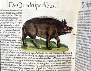Divočák podle Historia Animalium Conrada Gesnera, Tiguri 1560. Biblioteca Nazionale Braidense, Milán