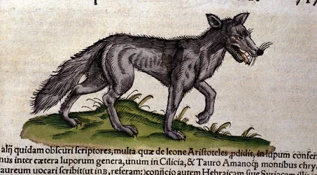 Vlk podle Historia Animalium Conrada Gesnera, Tiguri 1560. Národní knihovna Braidense, Milán