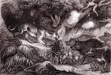 Lov tygra v amazonském pralese(rytina)