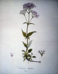 Valeriana mauve nebo Valeriana tripteris. Herbář z 19. století.