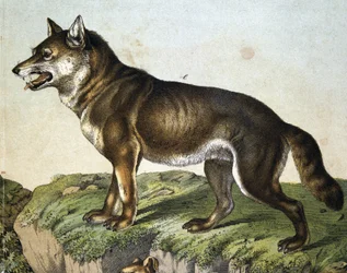 Vlk - v "" Přírodní historie savců"", ed. Schreiber, Mnichov