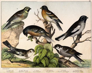 a: Vrabec (Emberiza circlus), b: Vrabec sněžný (Plectrophanes nivalis), c: Vrabec (Pour domesticus), d: Pinson (Fringilla coelebs), e: Pinson severní (Fringilla montifringilla), Niverolle (Montifringilla nivalis) - v “ Přírodní historie ptáků“, ed. Hoep