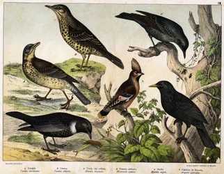 a: Drozd kvíčala (Turdus viscivorus), b: Drozd kvíčala (Turdus pilaris), c: Kos horský (Merula torquata), d: Skalník modrý (Monticola cyanus), e: Kos černý (Merula nigra), f: Brkoslav severní (Ampelis garulus) - v „Přírodopisu ptáků“, nakl. Hoepli, Milán