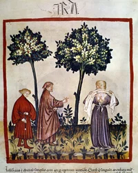 Vzteklina nebo rozzlobený člověk svírající mezi zuby látku. Iluminace ze 14. století z díla „Tacuinum Sanitatis“, Vídeň, Národní knihovna.