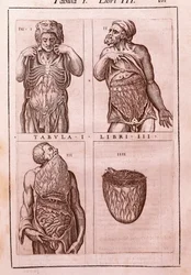 Anatomická deska představující: rozměry, svaly břicha, střev a žaludku. Rytina do „" Anatomia Corporis Humani " od Juana Valverde De Amusco (1525-1588). Tabulka I, Kniha III. Barcelona. Biblioteca de Catalunya (Národní knihovna Ca